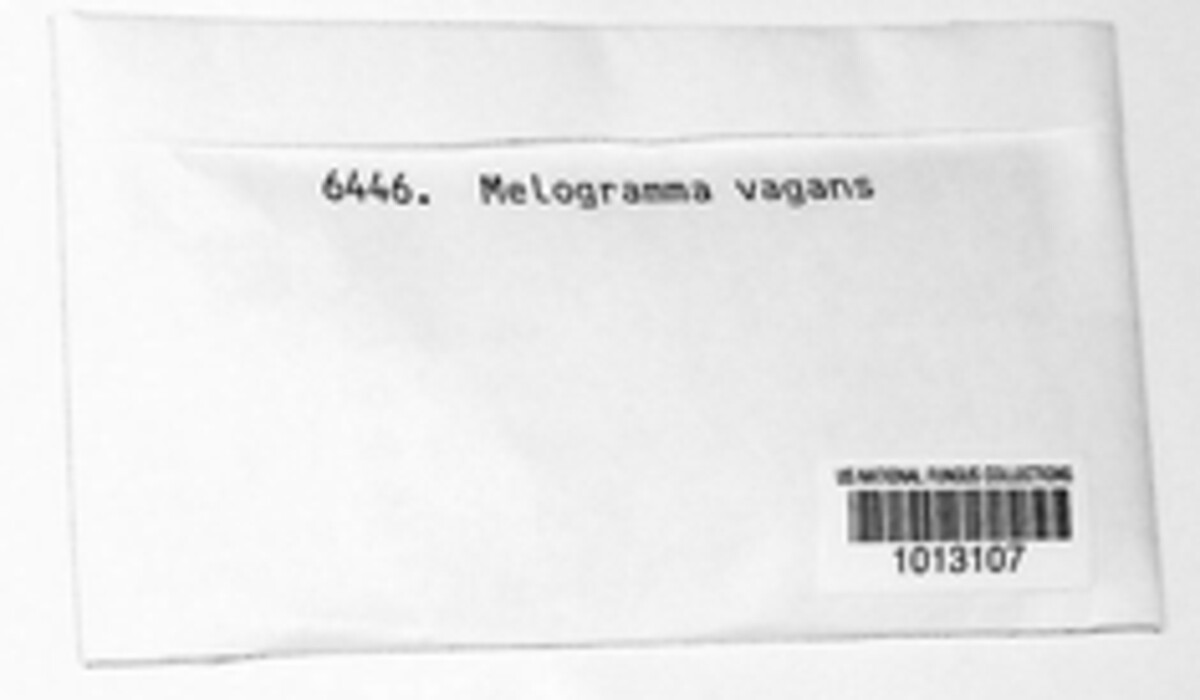 Melogramma campylosporum image
